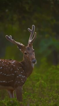 A majestic spotted deer with velvet antlers standing in a lush forest