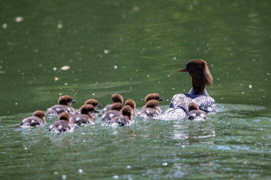 View of a female common merganser swimming with her ducklings on the calm green water of a pond in Mulhouse, Grand Est, France.