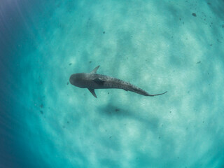 Fototapeta premium Coral reef and marine mega fauna photography by a coral ecologist