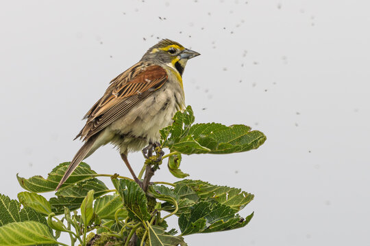 Dickcissil perched in a tree with gnats flying around it.