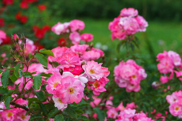 Naklejka premium Lush bush of Floribunda, spray rose with pink flowers blooming in garden, vibrant petals and soft green background. Spring, nature, gardening, plant breeding, decor for park or garden