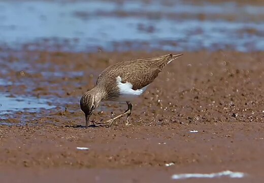 Green sandpiper walking on the muddy shore of a wetland in natural habitat