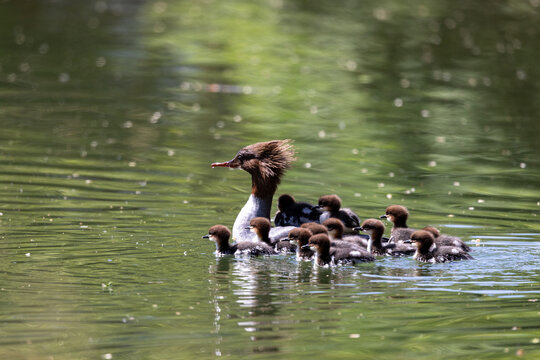 View of a female common merganser swimming on a pond with her ducklings on her back in Mulhouse, Grand Est, France.