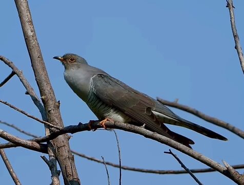 Common cuckoo bird perched on a bare tree branch against a clear blue sky