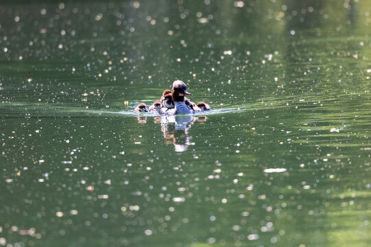 View of a female common merganser swimming on a shimmering green pond with several ducklings resting on her back in Mulhouse, Grand Est, France.