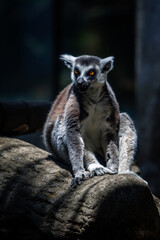 A ring-tailed lemur (Lemur catta) © EderMarcos