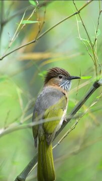 A beautiful puffthroated babbler perched on a bamboo branch in the wild