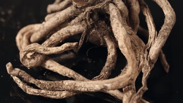 Dry fibrous root cluster rotates slowly on black background with organic texture and earthy tones highlighted