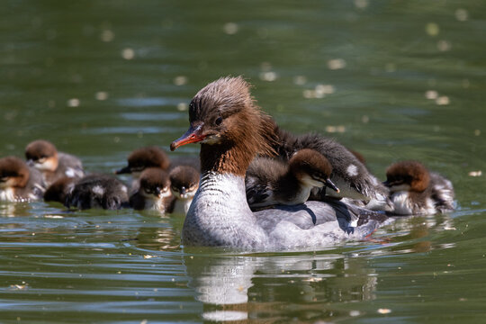 View of a female common merganser swimming in green water with ducklings riding on her back in Mulhouse, Grand Est, France.