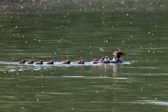 View of a female common merganser swimming with a line of ducklings on the calm green water of a lake in Mulhouse, Grand Est, France.