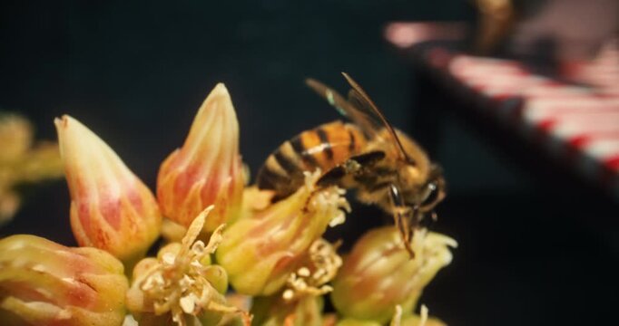 Pretty little bumble bee crawling across beautiful flowers - closeup shot
