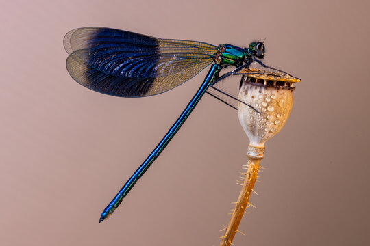 View of an iridescent blue damselfly perched on a dried poppy seed pod with shimmering wings and a metallic body Wittenheim, Grand Est, France.