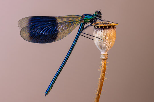 View of an iridescent blue damselfly perched on a dried poppy seed pod against a soft neutral background in Wittenheim, Grand Est, France.