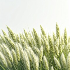 Obraz premium Lush green wheat stalks sway gently in a soft, bright, natural light