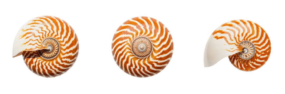 Classic Spiral Patterned Tropical Sea Shell Set Isolated on Transparent Background, Natural Ocean Decorative PNG Collection