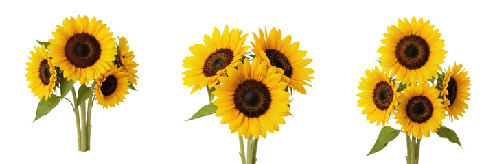 Fototapeta premium Beautiful Bright Yellow Sunflower Bouquet Set Isolated on Transparent Background, Elegant Summer Floral Arrangement PNG