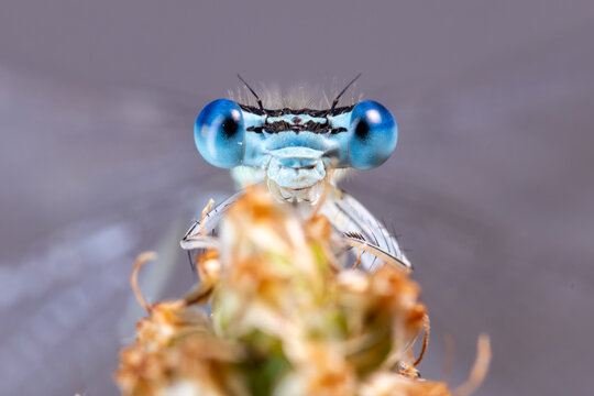 View of a blue damselfly head with large compound eyes resting on a plant stalk in Wittenheim, Grand Est, France.