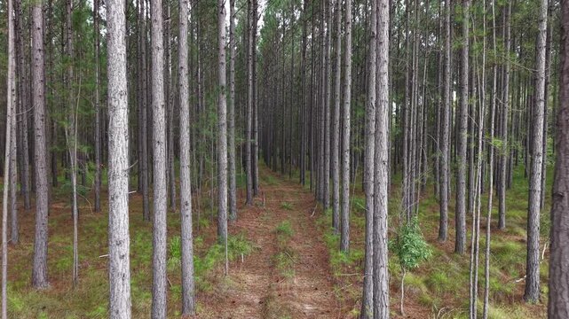 Straight track through tall pine plantation forest with evenly spaced tree rows and green undergrowth