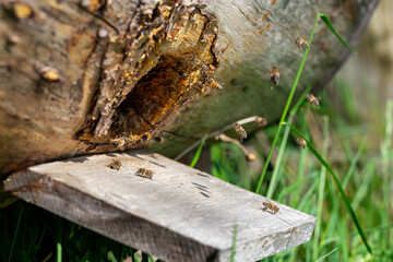 Honey bees flying around the entrance of a wooden beehive in green grass. Close-up view of active pollinators collecting nectar and returning to the hive in a natural outdoor environment © Point of view
