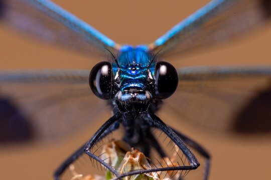 View of a blue damselfly with large black eyes and iridescent wings resting on a plant in Wittenheim, Grand Est, France.