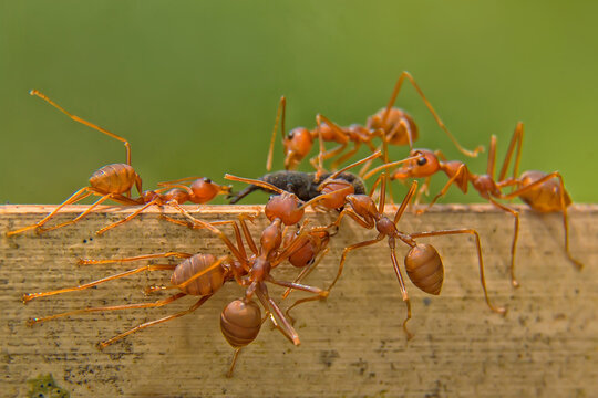 View of red weaver ants collaborating to carry a dark insect prey on a wooden edge against a soft green background Wittenheim, Grand Est, France.