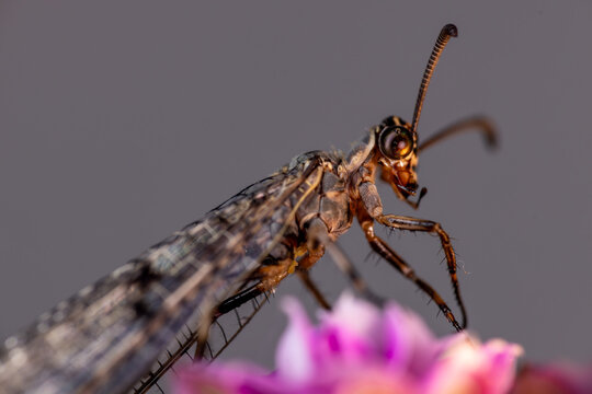 View of an antlion insect with detailed wings and large eyes resting on a pink flower Wittenheim, Grand Est, France.
