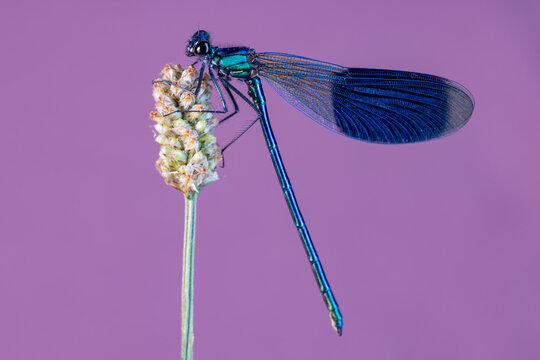View of a metallic blue damselfly perched on a dry plant head against a purple background in Wittenheim, Grand Est, France.