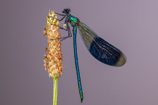 View of a metallic blue damselfly with dew drops perched on a dry plant stalk against a soft purple background Wittenheim, Grand Est, France.