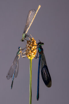 View of three damselflies with metallic blue and translucent wings perched on a plant seed head against a soft neutral background in Wittenheim, Grand Est, France.