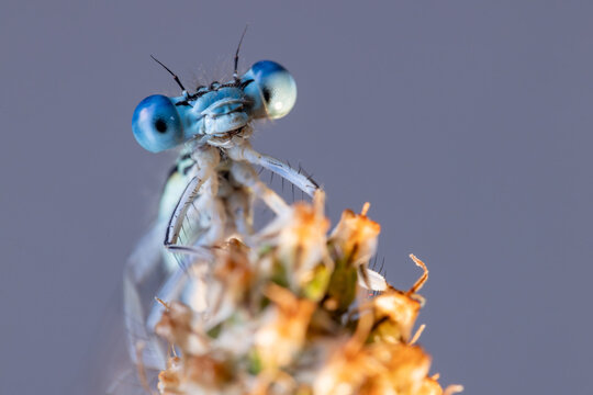 View of a macro close-up of a blue damselfly with large compound eyes resting on a dried plant head Wittenheim, Grand Est, France.