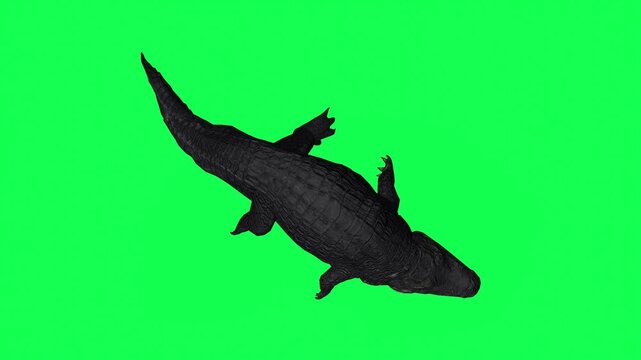 4k alligator Reptile idle in water top view animation isolated on Green Screen, 3D Crocodile (Crocodylus niloticus) rest in the river 60fps rendering on the chroma key, video for your rhymes, stories