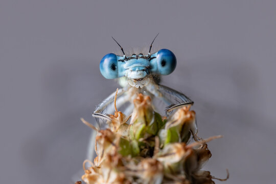 View of a blue damselfly with large compound eyes perched on a plant in Wittenheim, Grand Est, France.