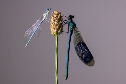 View of two damselflies perched on a wild plant seed head against a neutral background in Wittenheim, Grand Est, France.