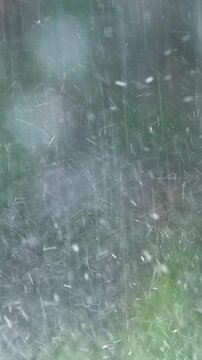 Heavy rain against the background of the forest. High quality 4k footage
