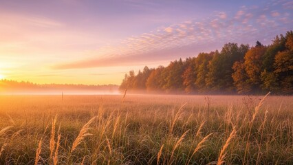 Fototapeta premium Misty morning meadow landscape with golden sunrise light.