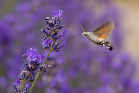 View of a hummingbird hawk-moth hovering while feeding on vibrant purple lavender flowers in a garden Wittenheim, Grand Est, France.