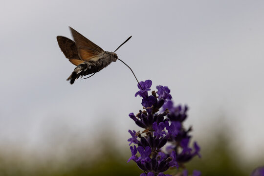 View of a hummingbird hawk-moth hovering and feeding on purple lavender flowers with its long proboscis extended in Wittenheim, Grand Est, France.