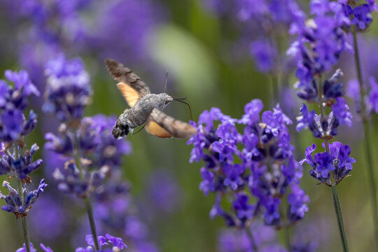 View of a hummingbird hawk-moth hovering and feeding on vibrant purple lavender flowers in a garden Wittenheim, Grand Est, France.