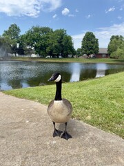 Fototapeta premium The goose is posing for the camera! Canadian goose. USA. Missouri State