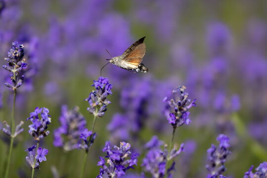 View of a hummingbird hawk-moth hovering and feeding on purple lavender flowers in a blooming field in Wittenheim, Grand Est, France.