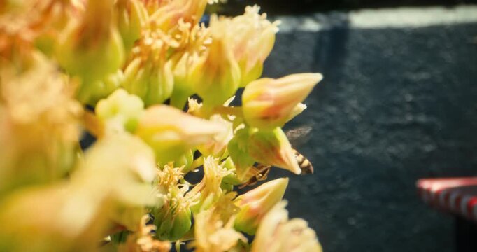 Bumblebee crawling behind beautiful yellow flower buds - closeup shot