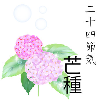 芒種