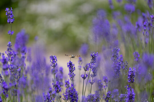 View of a hummingbird hawk-moth hovering over vibrant purple lavender flowers in a garden in Wittenheim, Grand Est, France.
