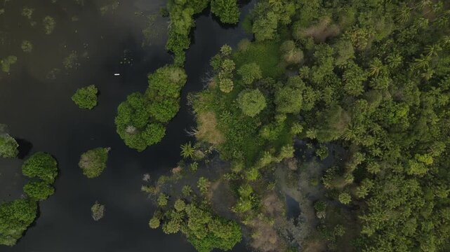 Aerial Top Down View of Mangrove Forest on Oaxaca Mexico Coast