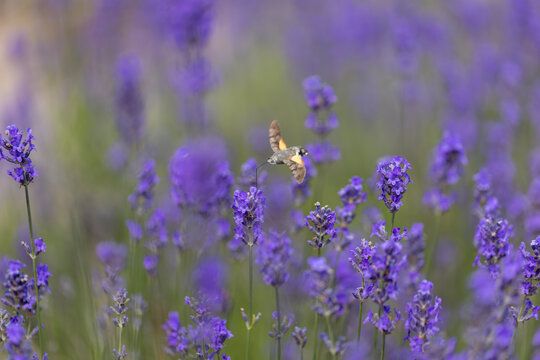 View of a hummingbird hawk-moth hovering over vibrant purple lavender flowers in a field Wittenheim, Grand Est, France.