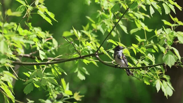 	
paruline &agrave; croupion jaune, Dendroica coronata, Qu&eacute;bec, Canada	
