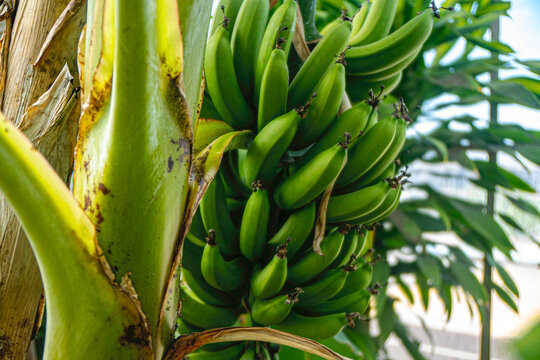 The scenic views of the banana, which is an elongated, edible fruit that is botanically a berry produced by several kinds of large, tree-like, herbaceous flowering plants in the genus Musa.