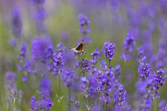 View of a hummingbird hawk-moth hovering and feeding on vibrant purple lavender flowers in a blooming field in Wittenheim, Grand Est, France.