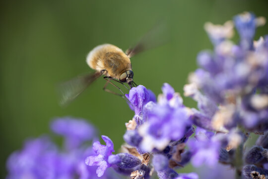 View of a fuzzy bee fly hovering over purple lavender blossoms in a garden Wittenheim, Grand Est, France.
