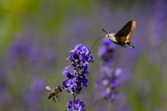 View of a hummingbird hawk-moth and a honeybee hovering around a vibrant purple lavender flower in a sunny field Wittenheim, Grand Est, France.